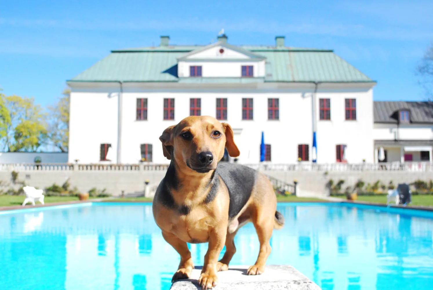 Hunden Simon framför Slottet